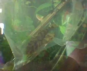 L052_plec.webp