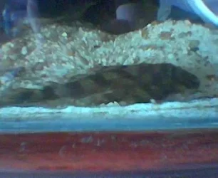 L052_plec_2.webp