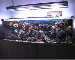 reef1_206.jpg