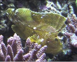 reef1_097.jpg