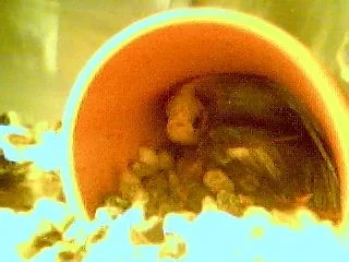 Picture_55.webp