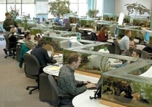 Office_Fish_Tanks.jpg