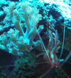 act_coral_sm.jpg