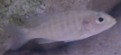 Fish06.jpg