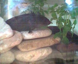tonifish11.jpg