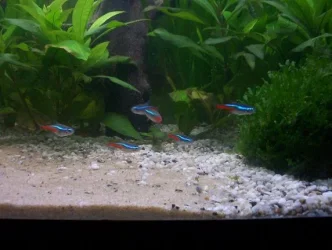 tetras.webp