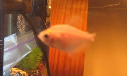 fishie.webp