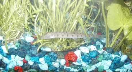 horse_face_loach.webp