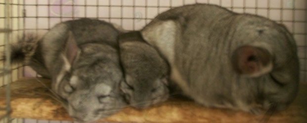Bearsandwich110204.jpg