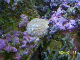 TFFcup_coral.webp