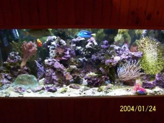 TFF_tank.webp