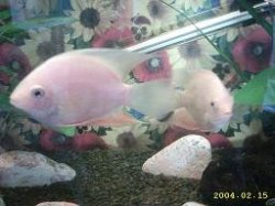 Severum.JPG