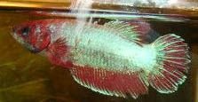Betta2.jpg