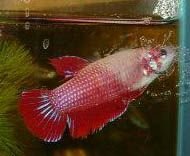 Betta5.jpg