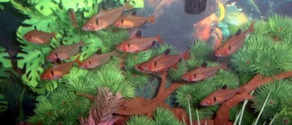 serpae_tetras_best.webp