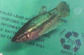 100_0416.webp