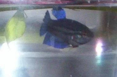 100_0417.webp