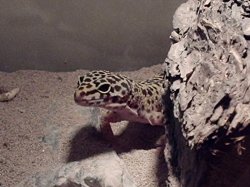 peeping_gecko.JPG