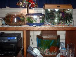 all_bettas_houses.JPG