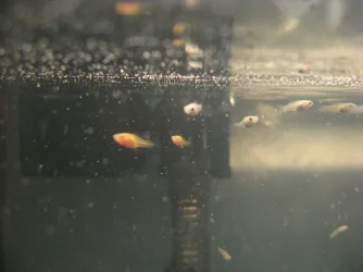 fish.webp