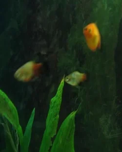 blue_platy.webp blue_platy.webp