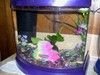 butterflybettas5gallont.jpg