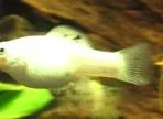 Vinnie_005_2.webp