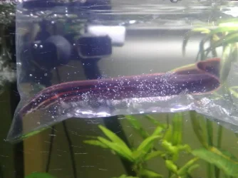 Fireeel1.webp