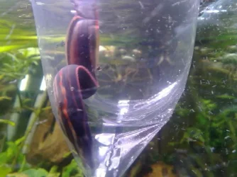 Fireeel2.webp