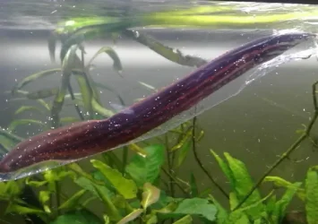 Fireeel3.webp
