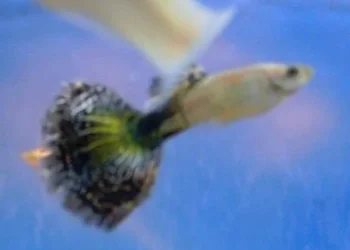 ScreenHunter_02_Jul._15_09.21.webp
