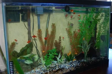 fish.webp