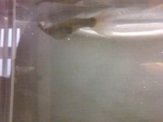 fishy1.jpg