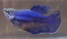 female.webp