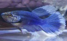 blue_male.webp