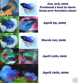 betta_parents.webp