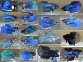 bettas.webp