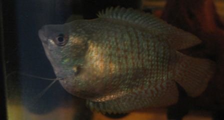 gourami_006.jpg