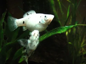 fishies_006.webp