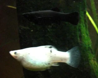 fishies_011.webp