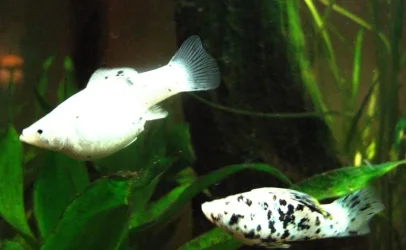 fishies_004.webp