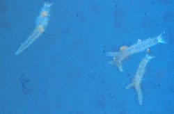 Copepod.jpg Copepod.jpg