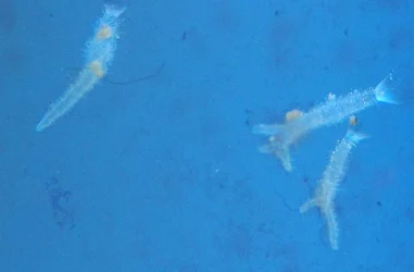 Copepod.webp Copepod.webp