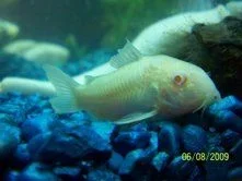 cory_2.webp