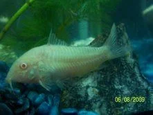 3_cory.webp