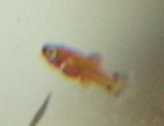 PICT0035.JPG