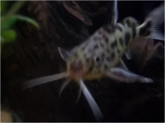 fish_1.webp