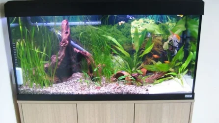 Tank.webp