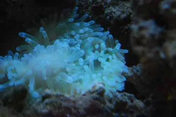 anemone.webp