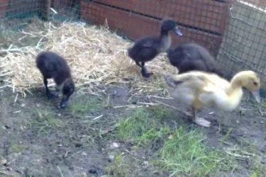 Ducks.webp